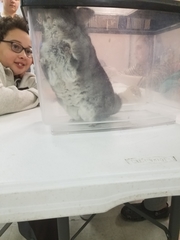 Chinchilla