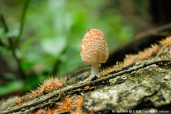 Coprinellus radians