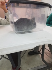 Chinchilla
