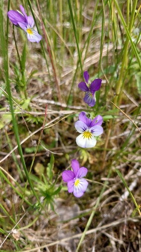 Wild Pansy