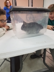 Chinchilla