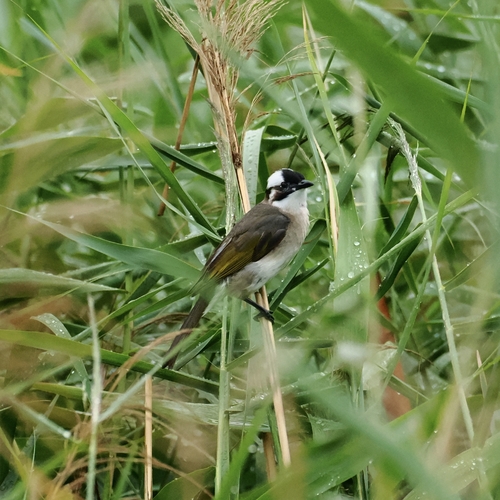 Light-vented Bulbul