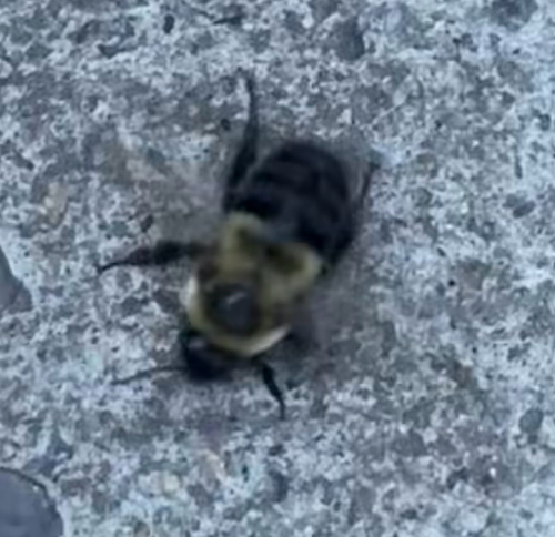Common Eastern Bumble Bee