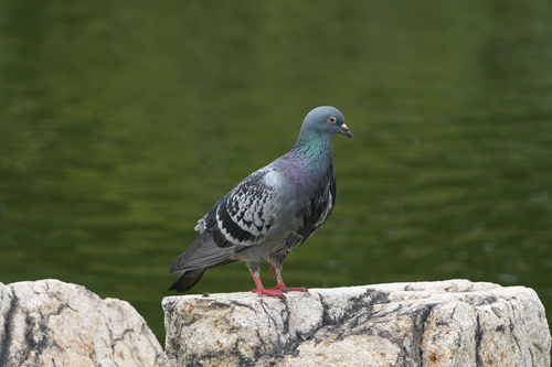 Feral Pigeon