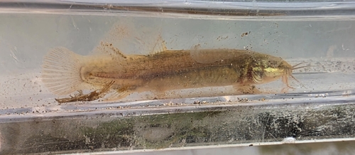 Chinese muddy loach (Misgurnus mizolepis) — Cobitidae