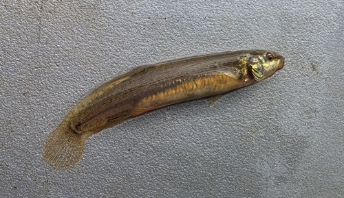 Chinese muddy loach (Misgurnus mizolepis) — Cobitidae