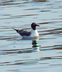 Leucophaeus atricilla