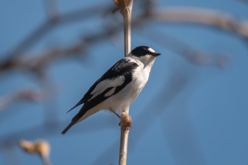 Collared Flycatcher
