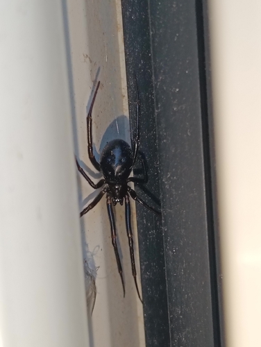 False Black Widow