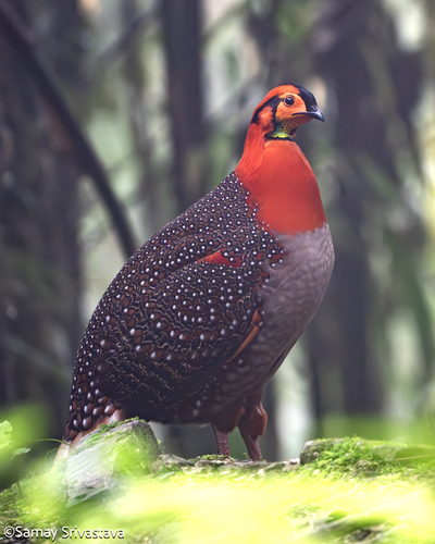 Blyth's Tragopan