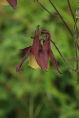 Aquilegia oxysepala