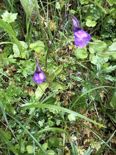 Common Butterwort