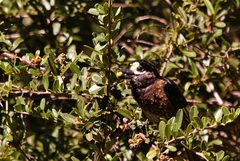Stactolaema whytii
