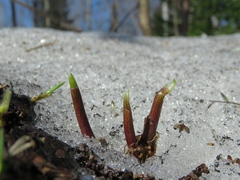 Allium microdictyon
