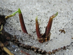 Allium microdictyon
