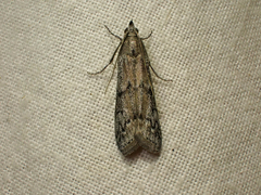 Vitula serratilineella