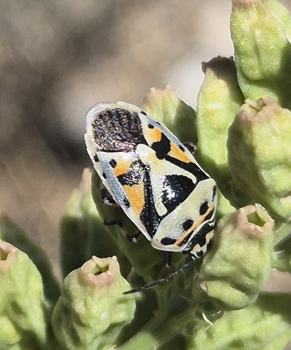 red cabbage bug