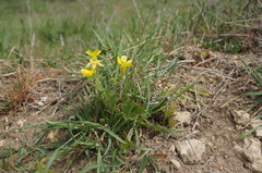 Ranunculus oxyspermus