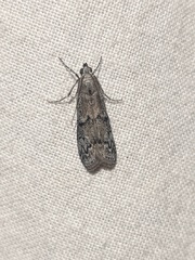 Vitula serratilineella