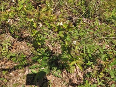 Rubus steelei