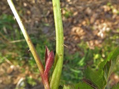 Rubus steelei
