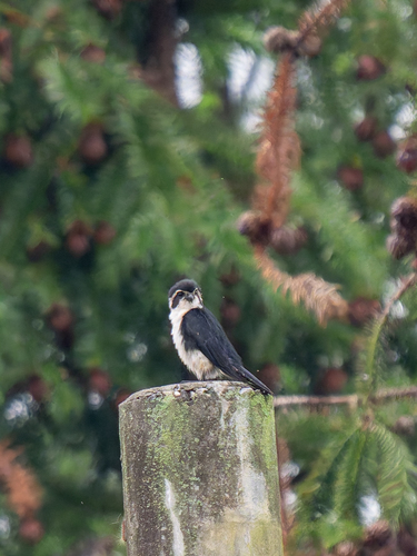 Pied Falconet (Microhierax melanoleucos)