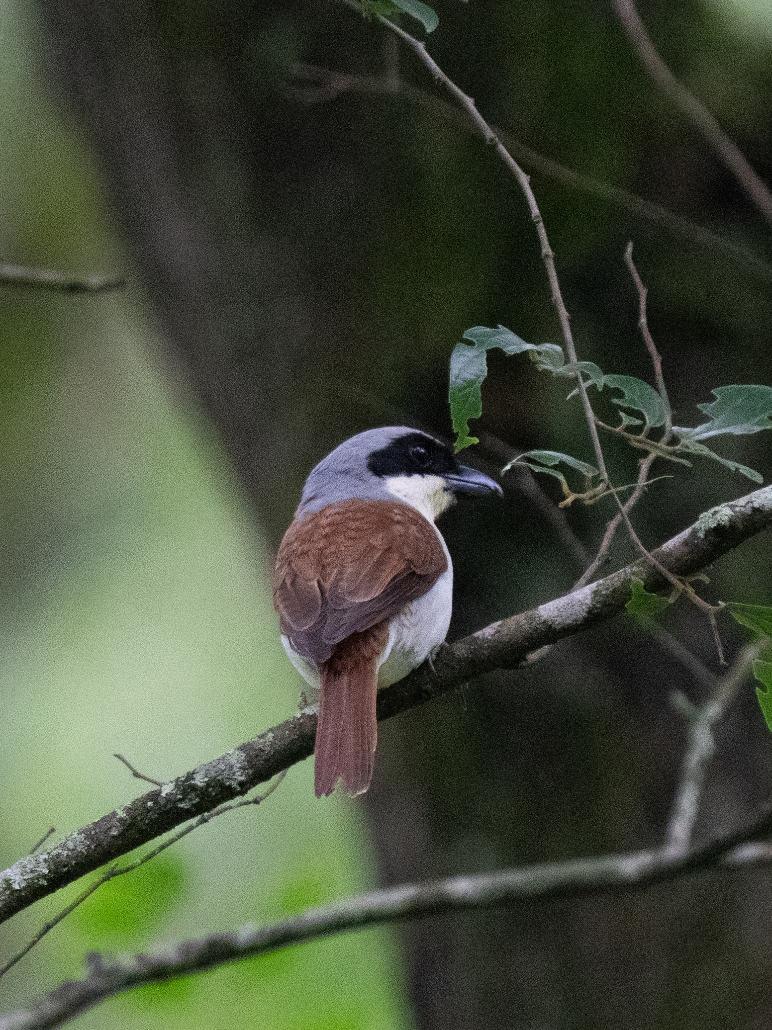 Tiger Shrike (Lanius tigrinus), photo 9