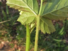 Rubus steelei