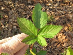 Rubus steelei