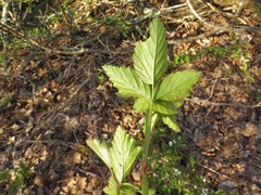 Rubus steelei