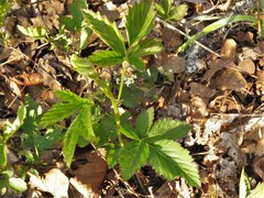 Rubus steelei