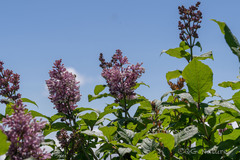 (c) Wang.QG, some rights reserved (CC BY) Syringa villosa, photograph (c) Wang.QG, some rights reserved (CC BY)