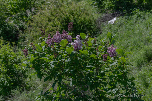 Villous lilac (Syringa villosa)