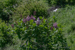 Syringa villosa