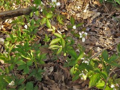 Rubus steelei