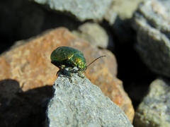 Oreina sulcata