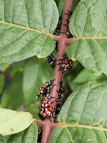 Spotted Lanternfly