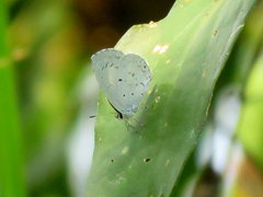 Celastrina lavendularis