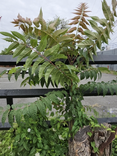tree-of-heaven
