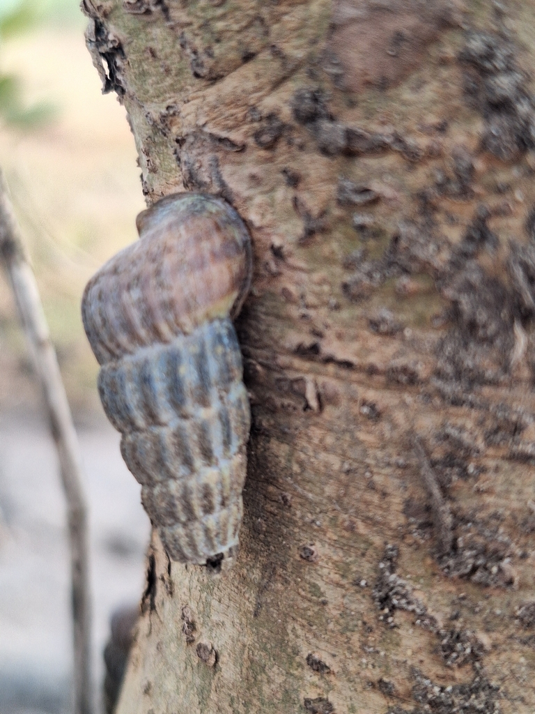 truncated mangrove snail