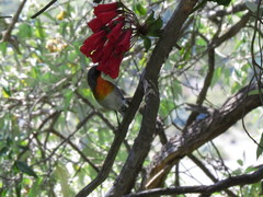 Oreothlypis gutturalis