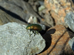 Oreina sulcata