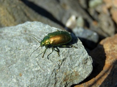 Oreina sulcata