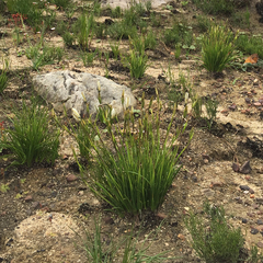 Aristea cantharophila