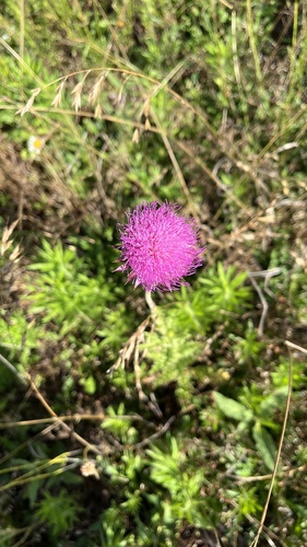 musk thistle