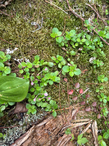 Twinflower