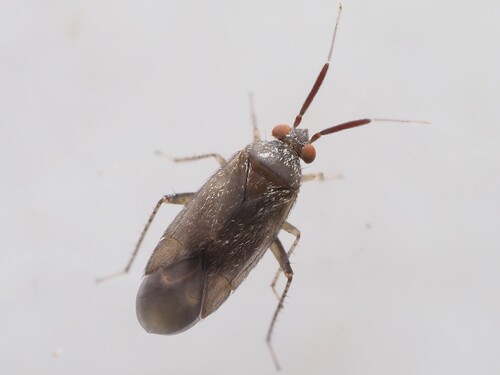 Atractotomus parvulus
