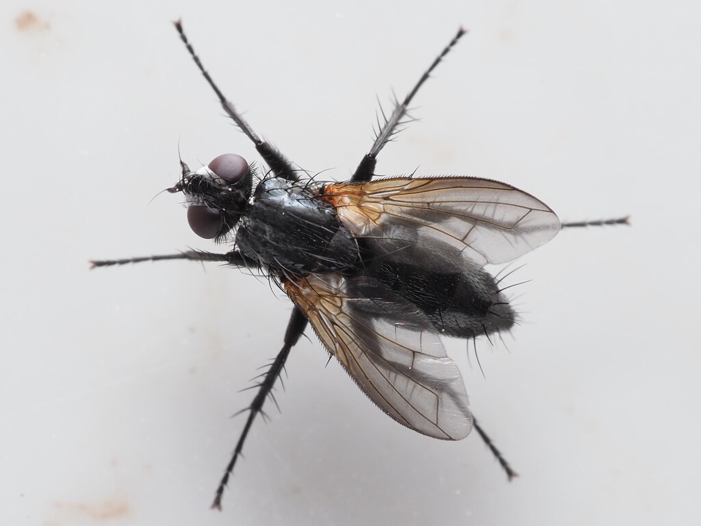 Black Woodlouse-fly