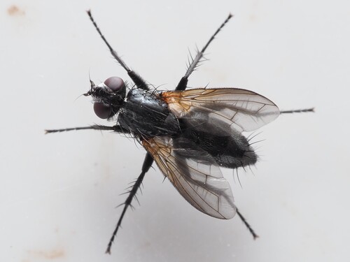 Black Woodlouse-fly
