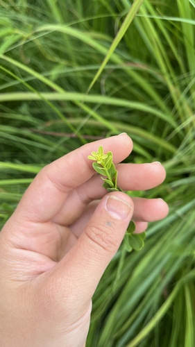 Flowering Spurge